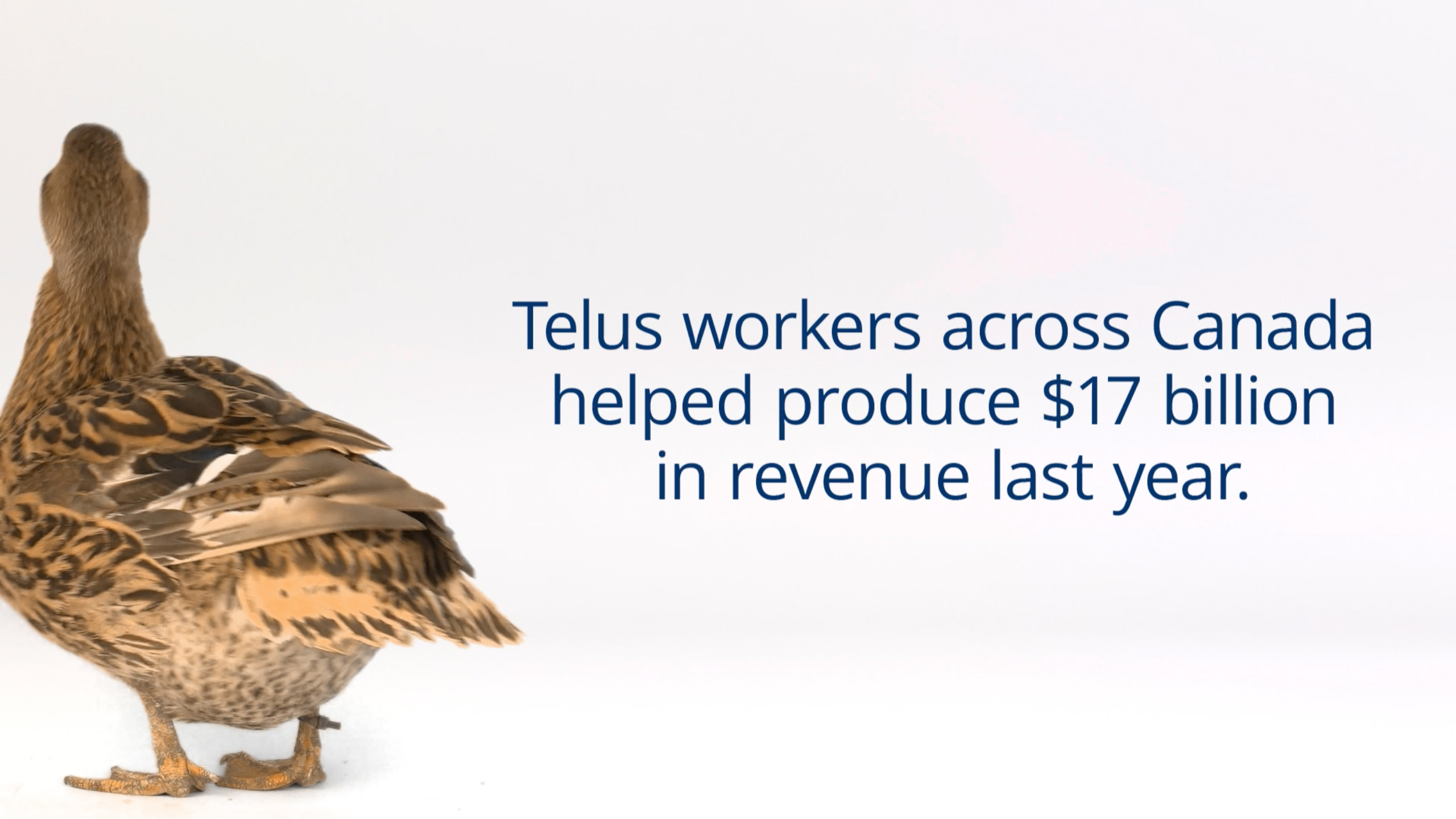 The image of a back of a duck which says Telus workers across Canada helped produce $17 billion in revenue last year.